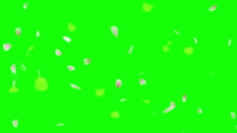 Falling cherry blossom petals on a green screen background, spring flower petals 스톡 동영상 334019824