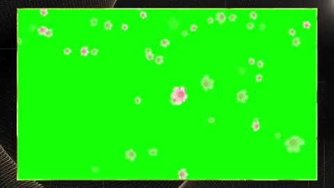 Falling cherry blossom petals on green screen. Sakura flower petals overlay for Stock Footage 340118693