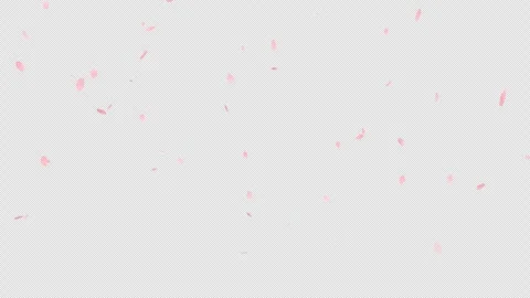 Falling Cherry Blossom Petals (Transparent Background MOV) Stock Footage 332457250