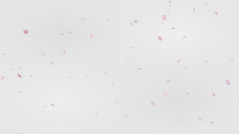 Falling Cherry Blossom Scattering Motion Alpha Loop Stock Footage 337215191
