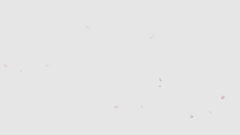 Falling Cherry Blossom on Transparent Alpha Stock Footage 317803791