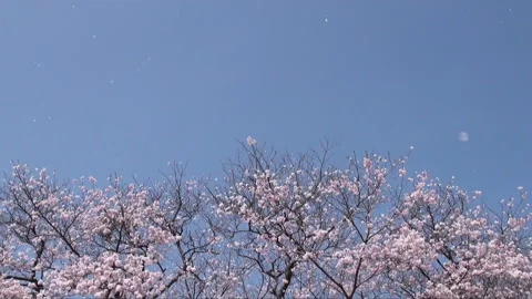 Falling Cherry Blossoms and Blue Skies Video stock 332020915