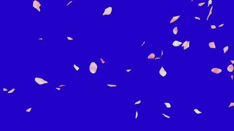 Falling cherry blossoms Animation Blue background stock video footage Vidéo 277109065