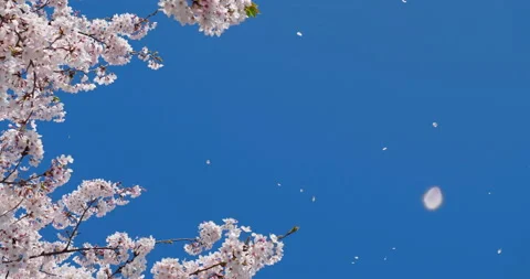 Falling cherry blossoms, Stock Footage 139578308