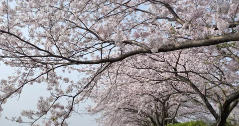 Falling cherry blossoms Stock Footage 140165402
