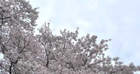 Falling cherry blossoms Stock Footage 144646161
