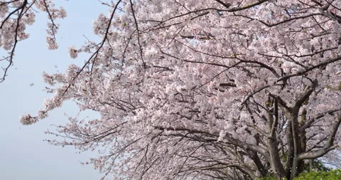 Falling cherry blossoms Stock Footage 145345440