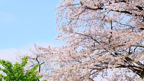 Falling Cherry Blossoms Stock Footage 327559464
