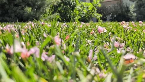 Falling-cherry-blossoms Stock Footage 336627015