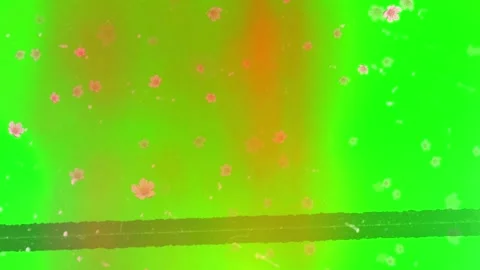 Falling cherry blossoms on green screen. Sakura petals overlay for video Stock Footage 340381699