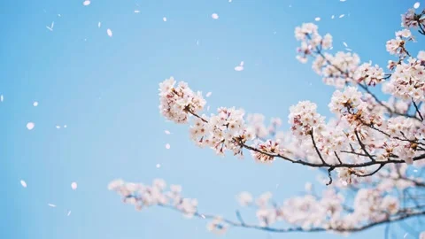 Falling cherry blossoms. Spring in Japan. Hanami. Stock Footage 168424603