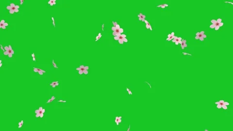 Falling cherry flowers motion graphics with green screen background Stock Footage 325306506