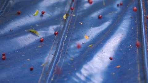 Falling Cherrys Stock Footage 121978827