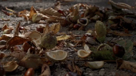 Falling chestnuts in slow motion Stock Footage 41805586