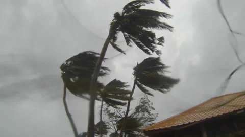 Falling coconuts during a hurricane Video stock 33871322