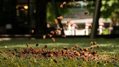 Falling coffee beans into lawn, slow motion shot Stock Footage 104807472