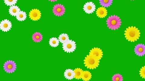 Falling colorful daisy flowers motion graphics with green screen background Stock Footage 323934195