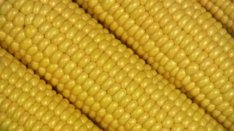 Falling of corn cob, Slowly Falling animal feed agricultural industry, corn Stock Footage 270466561