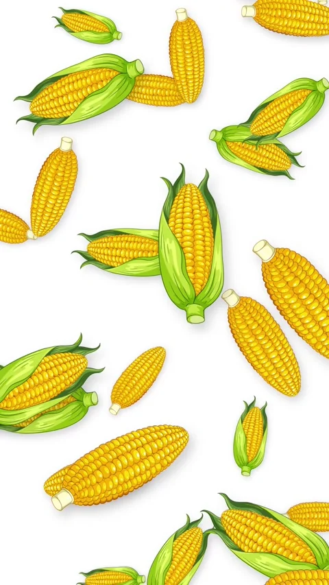 Falling Corn Cobs and Husks Animation on White Background Stock Footage 342722101