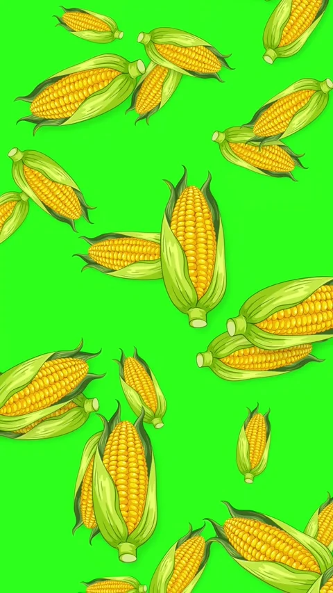 Falling Corn Cobs Animation on Bright Green Background Stock Footage 345804013