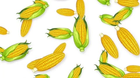 Falling Corn Cobs Animation on Isolated White Background Stock Footage 343819041