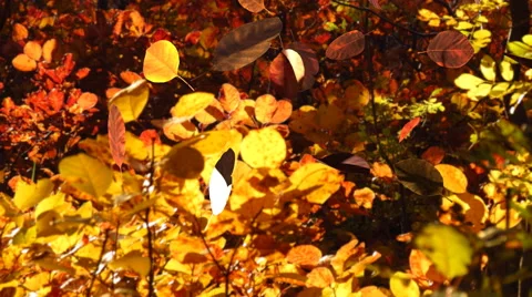Falling cotinus leaves in autumn forest Stock Footage 55113942