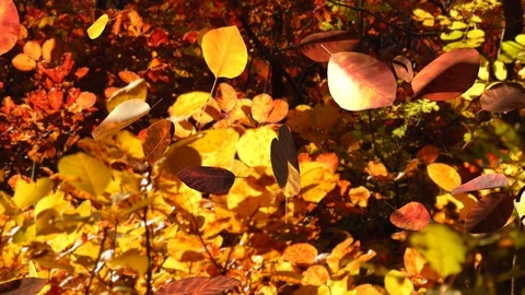 Falling cotinus leaves in autumn forest with smoke bush trees in background Video stock 93883145