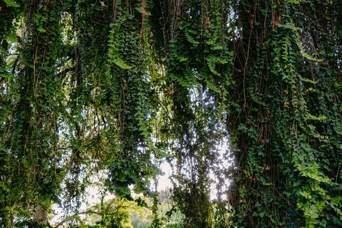 Falling Creeper Plant Leaves Pattern Backdrop Stock Photos