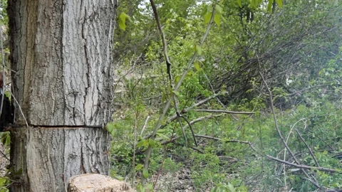 Falling of the cut tree Stock Footage 108423228