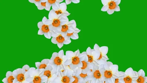Falling Daffodil flowers motion graphics with green screen background Stock Footage 323380383