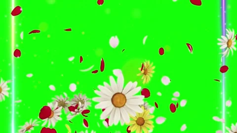 Falling Daisy and Rose Petals on Green Screen Background Stock Footage 337454068
