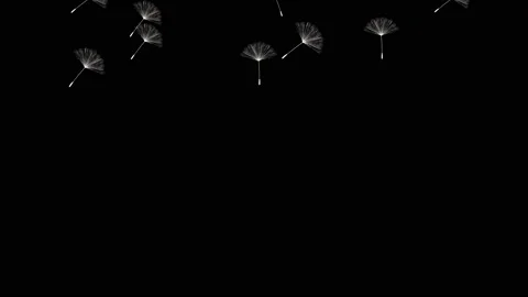 Falling dandelion Stock Footage 153243537