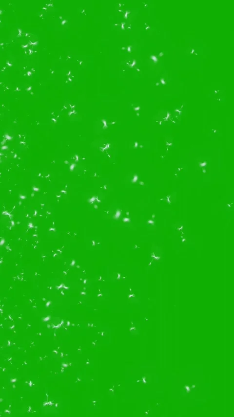 Falling dandelion seeds and pollen dust green screen motion graphics Stock Footage 280257011