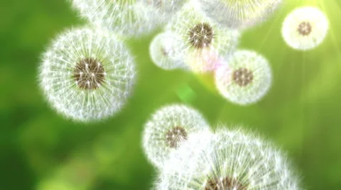 Falling dandelions, abstract background Stock Footage 48893980