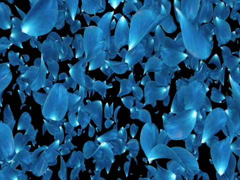 Falling Dark Blue Rose Flower Petals Flying Transition Alpha matte Loop 4k Stock Footage 71895091