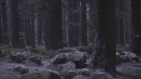 Falling in Dark Moody Pine Forest with Snow Dusted Boulders Stock Footage 345631932