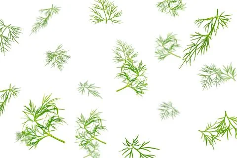 Falling dill isolated on white background Stock Photos