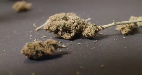 Falling down Cannabis Buds on Black background. Medical Marijuana closeup. Stock Footage 147947125