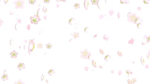 Falling down Cherry blossom Flower heads and petals Stock Footage 84667531