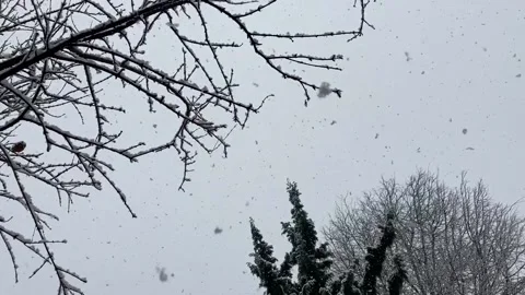 Falling down real snow to camera from sky with trees scene Stock Footage 148236759