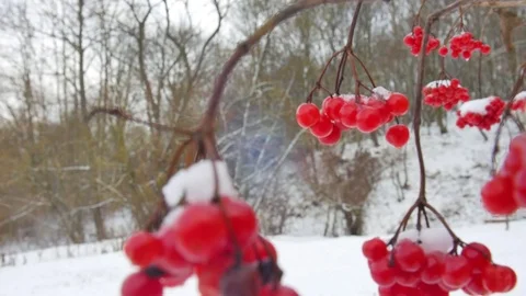 Falling down in real time snowflakes around streetlight at night, calm small Stock Footage 72522258