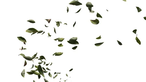 Falling Dried Leaves on White Background in Horizontal Format Stockbeeldmateriaal 345544330