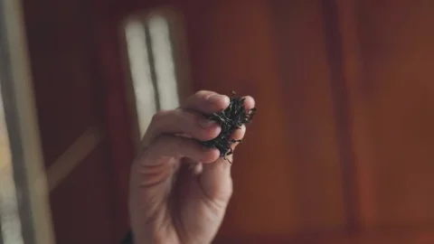 Falling dried tea leaves Stock Footage 109421591