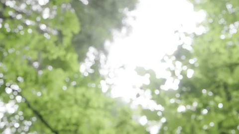 Falling Drop of Dew in Fresh Green Forest. Stock Footage 128083150