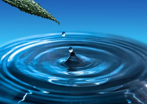 A falling drop of water from a green leaf. Water splash. Stock Photos