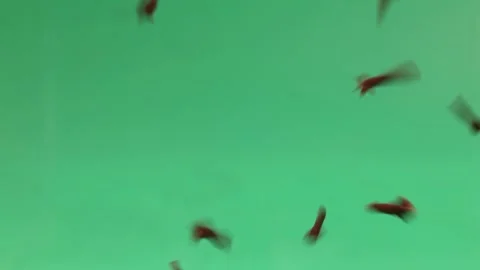 Falling dropping clove spice on green background Stock Footage 249052824