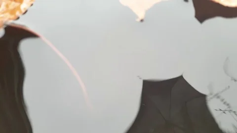 Falling drops in the close-up in a barrel slow motion. Stock Footage 107569366