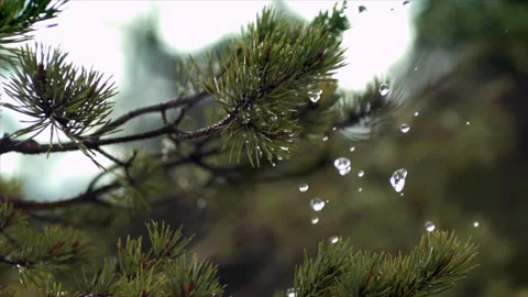 Falling drops on a pine tree Stock Footage 256949633