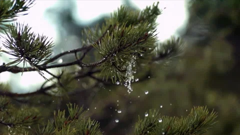 Falling drops on a pine tree Stock Footage 256949679