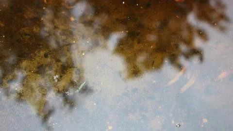 Falling drops in a puddle. Monsoon season, dark water Stock Footage 145936065